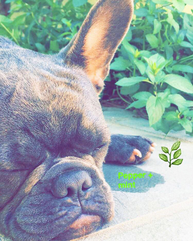 Sleepy #Pepper ????????☀️???? #Peppermint #Frenchie #HumpDay https://t.co/73Y014dtfB