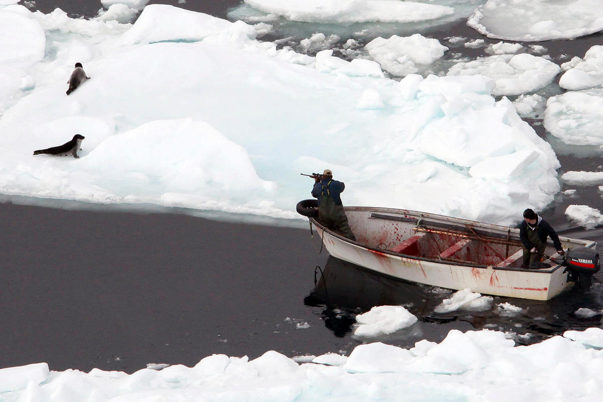 Rated 'S' for slaughter? New film questions Canada seal hunt