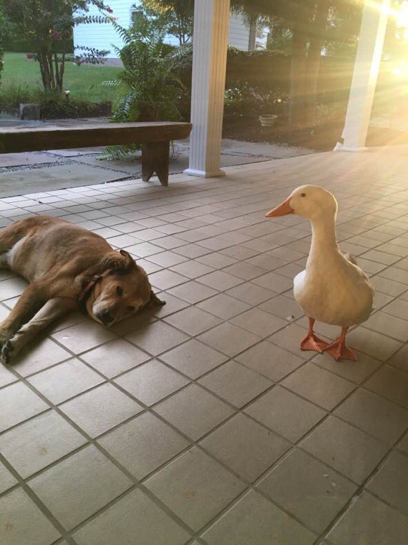 RT @Animal_Watch: Duck cheers up dog who was depressed for two years after his best friend died https://t.co/w8RZCCK3wT @Independent https:…