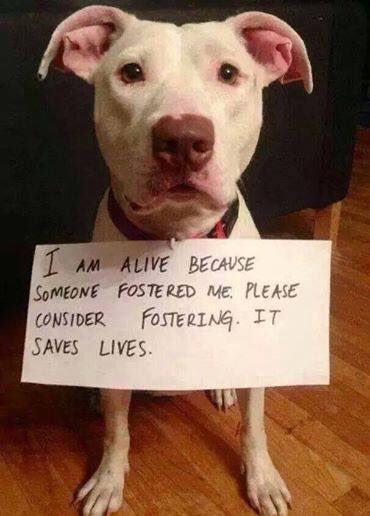 RT @DogRescueTweets: https://t.co/RbNWNy4FIx