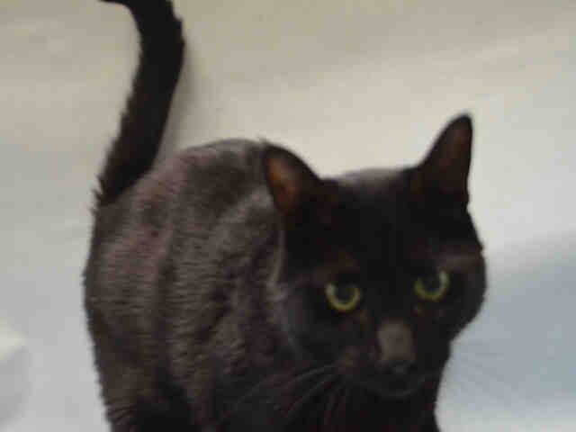 RT @Catherine_Riche: BUSTELO – A1088281- might BE KILLED TOMORROW! Please RT-pledge-foster-adopt! #NYC #CATS

https://t.co/ymD1Rq9zKT https…