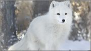 RT @SoulsDefence: Help to ban real fur sales on eBay! Plz sign: https://t.co/bgA7it2MhE https://t.co/cpCLcDJWwm