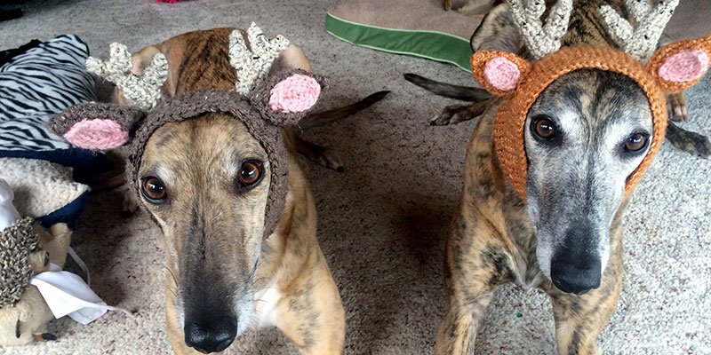 RT @people: Greyhound Pets of America safely transitions sporting dogs into loving family homes https://t.co/vmt3hHzOJv https://t.co/R3PqbS…