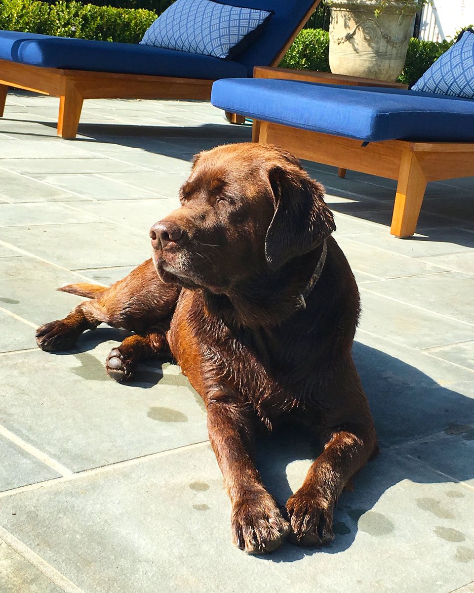 Soaking up the last dog days of summer ????☀️ #LaborDayWeekend #LoveMyLab https://t.co/f68A38McxH