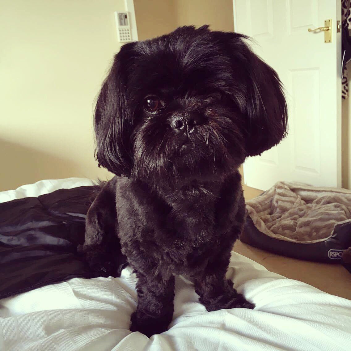 RT @RealMarieBlake: @chloekhanxxx @pupaid here's Vader rescued from a puppy farm, living in a shed! #wheresmum https://t.co/eSWLKvRpR6