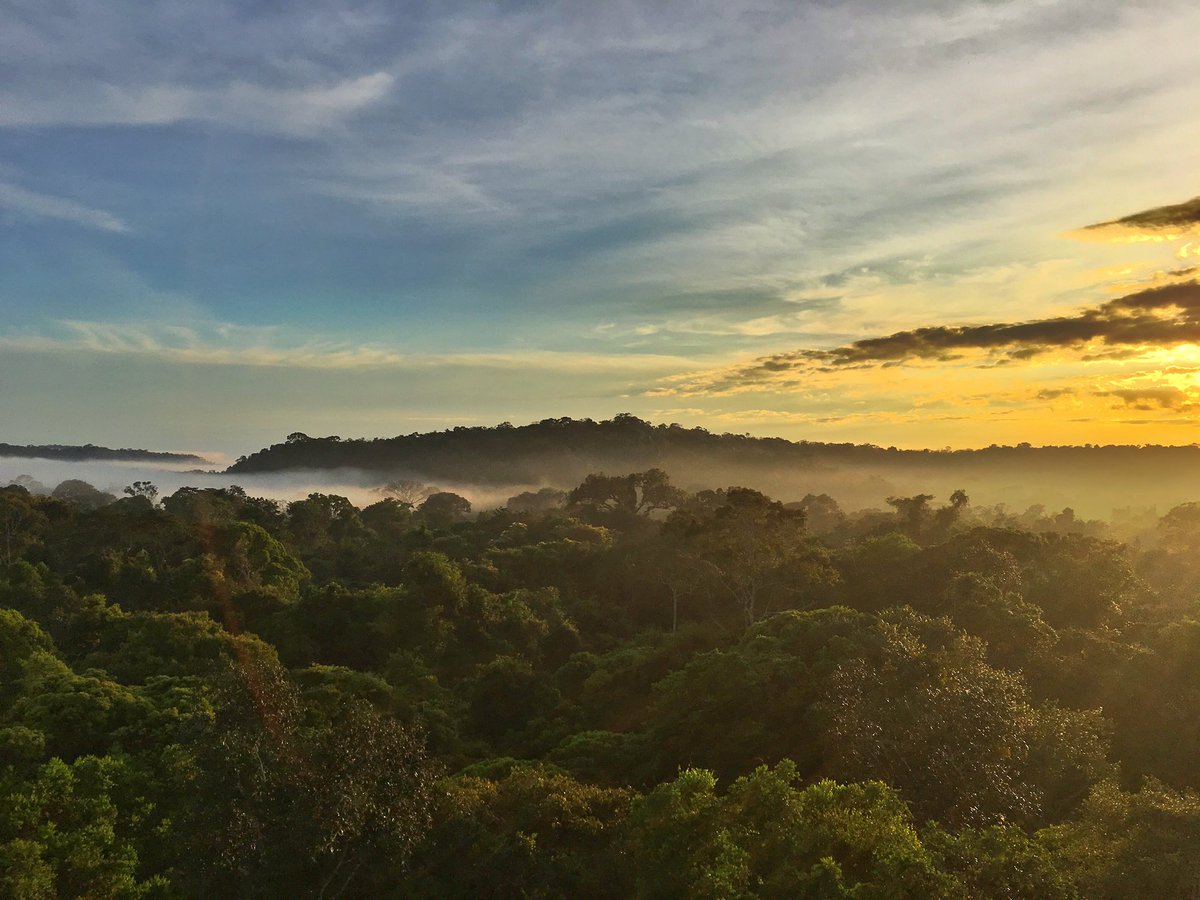 Hoje é o dia de um dos patrimônios naturais mais valiosos para a humanidade. #DiadaAmazônia #Desmatamentozero ????????????????☀️ https://t.co/WbCd5li3aQ