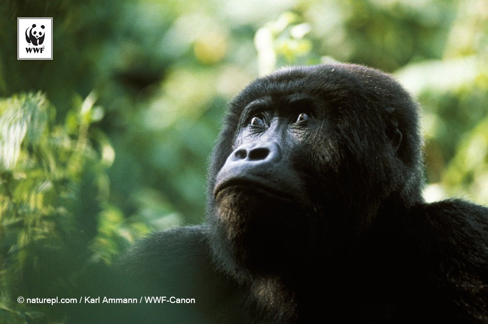 Bleak news: Eastern gorillas are now “critically endangered.” More from @World_Wildlife: https://t.co/JtURTZfwsW https://t.co/dqDyVV5ojP