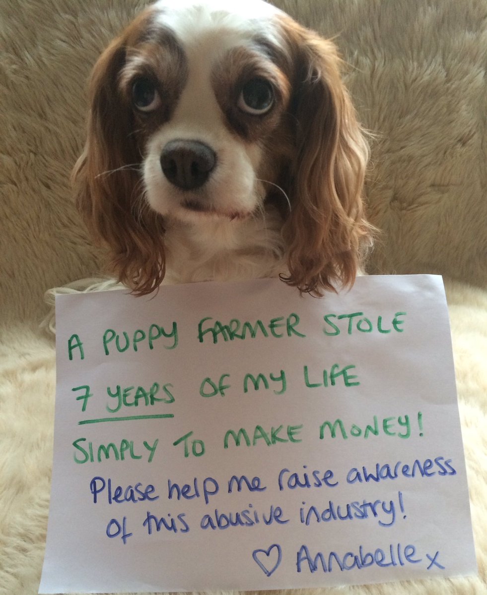 RT @Lucy_Cavalier: Puppy farming needs to STOP! Educate others about this abusive industry & always consider a rescue pet! ???????????? https://t.co…