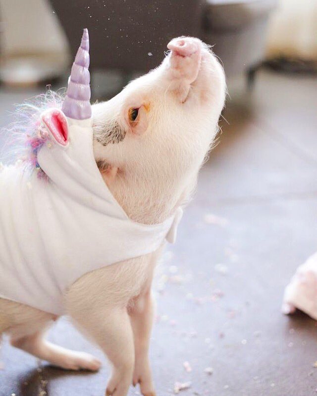 A uni-pig!??!! ???? @hamlet_the_pig is pure magic ✨???? https://t.co/phXINI1OHr