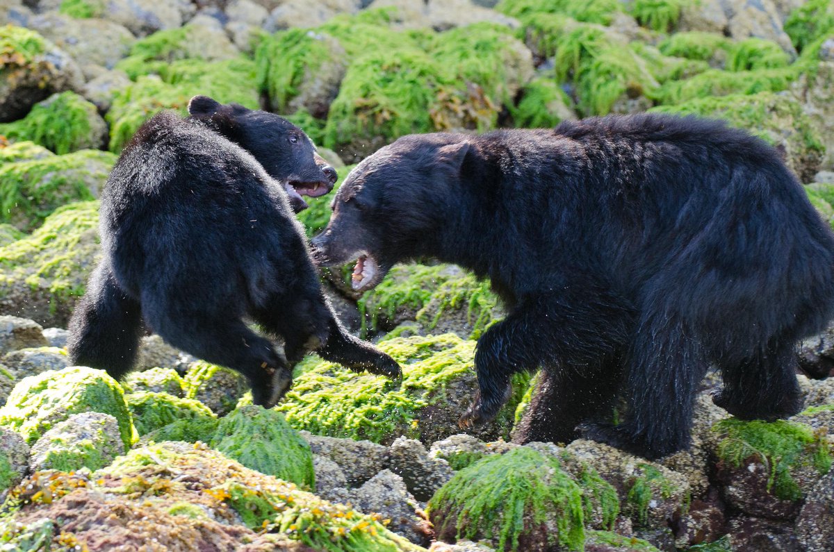 who said bears can t climb trees black bears short curved claws