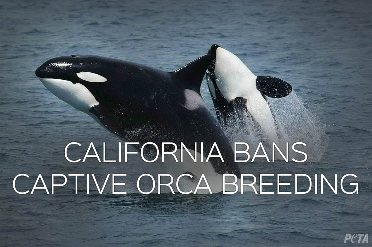 RT @peta: @MieshaTate BREAKING: California becomes the first state to ban captive orca breeding! https://t.co/LoBCdqxVp1 https://t.co/VWoOf…