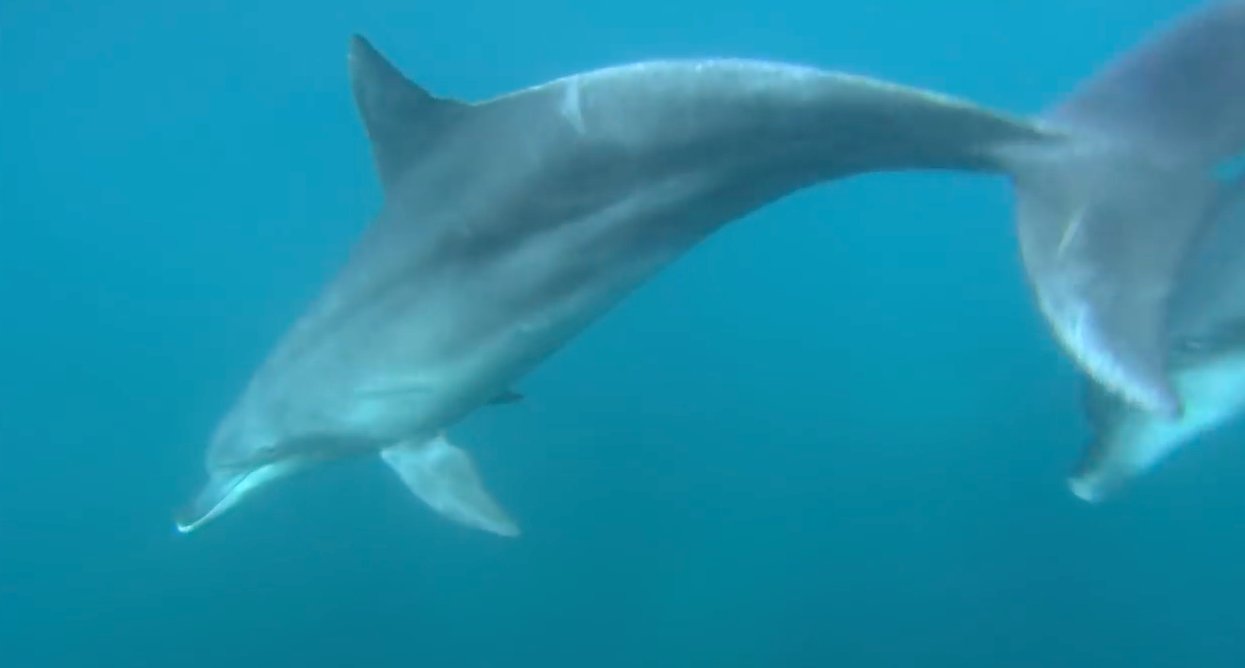 The Brazilian town where dolphins and men have been working together for over 120 years https://t.co/ijjls09Jmx