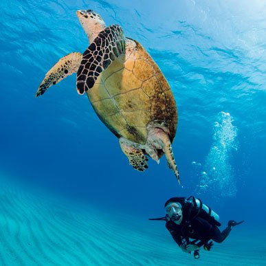 Gear that can keep up with you when you are busy chasing turtles. #BAREsports #scuba https://t.co/Ai8jOdp9Z7 https://t.co/hRYvep0q7f