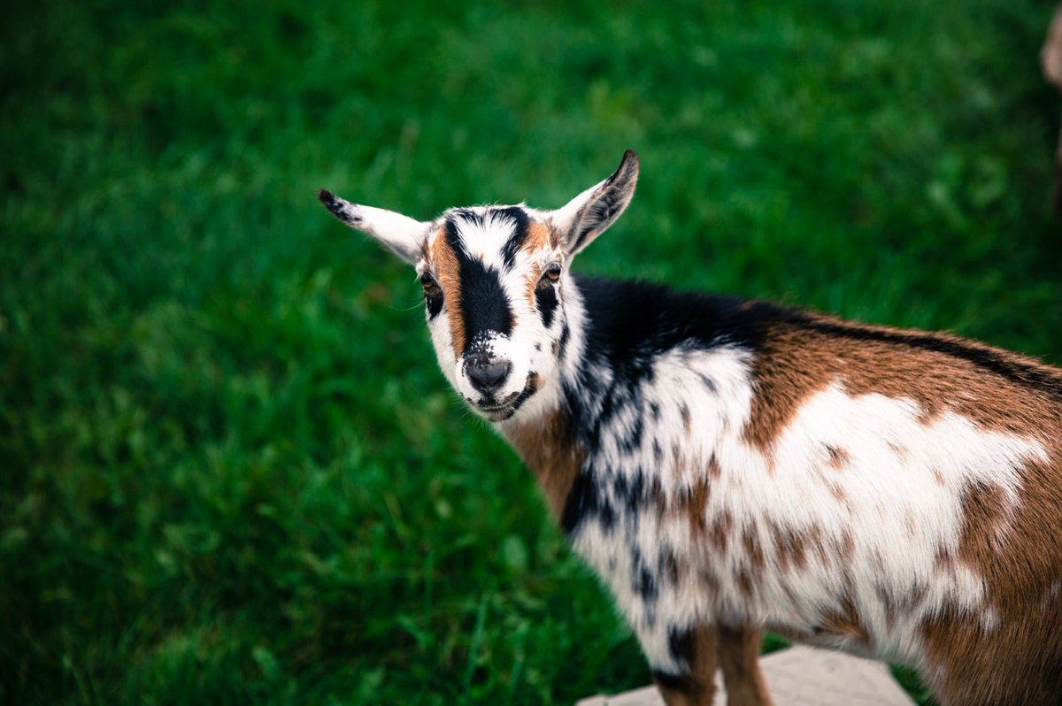 heres my other goat, Stuff.... he's a little shirt eating shithead. https://t.co/210kJXHLVE