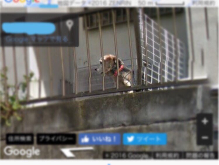 今年の初め頃に亡くなった実家の犬が、Googleストリートビューに写ってると両親からきいたので検索してみたら、本当に写ってて泣いた…いつもこうしてここで私や家族が帰ってくるのを待ってたんだよなぁ