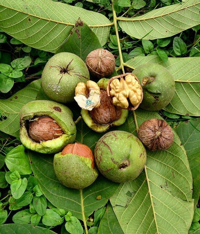 Fresh walnuts off the tree! rashtofficial persianfood iran