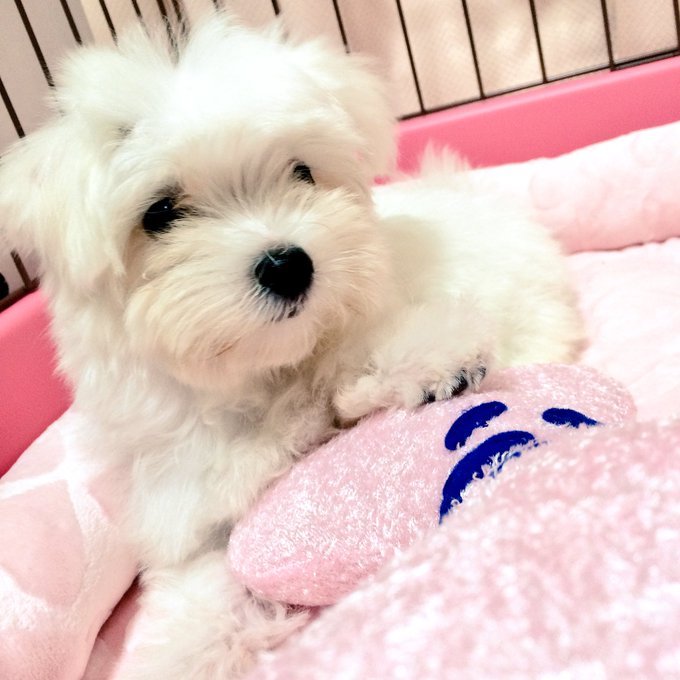 ついに念願のマルチーズの子犬お迎え♡♡名前は『ひめ』ちゃん♀です(*^◯^*)もちろん由来は『ひめゴト』の有川ひめくんだ ついに念願のマルチーズの子犬お迎え♡♡名前は『ひめ』ちゃん♀です(*^◯^*)もちろん由来は『ひめゴト』の有川ひめくんだ