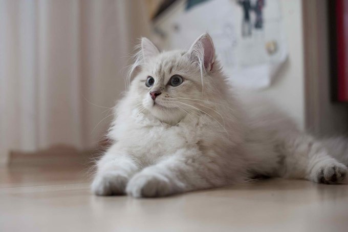 生き物にサンキュー に登場した猫 サイベリアン が超もふもふでかわいい Twiggy Twiggy