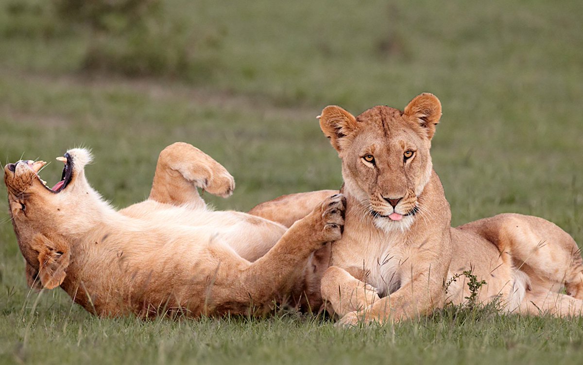 Pictures of animals for the week Pictures of animals for the week