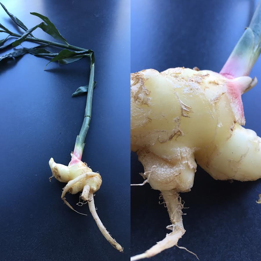Gorgeous super fresh ginger from the #farmersmarket https://t.co/VaYCGFOwpA