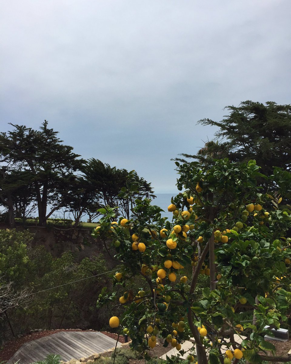 When Malibu gives you lemons...???? https://t.co/4k9xqS3O1z https://t.co/lniiUpb7bB