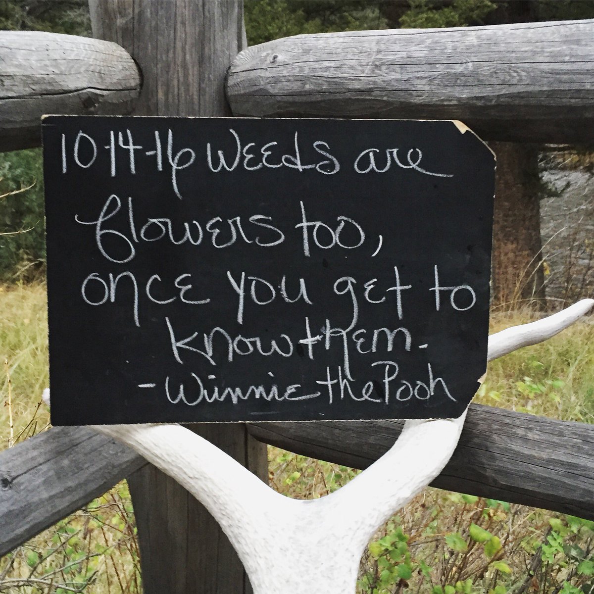 Happy 90th bday #WinnieThePooh #chalktalk #ionlytalkinchalk @RockCreekRanch #montana https://t.co/3wYugQmm71