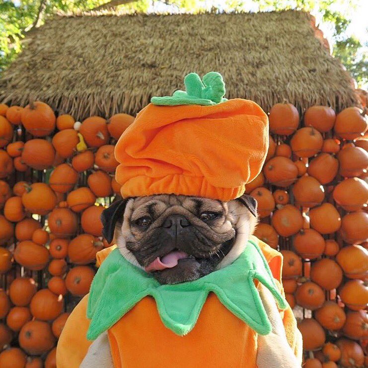RT @draperjames: What a punkin'! ???? @itsdougthepug is our Halloween inspiration ???? What are y'all dressing up as!? https://t.co/GSZNloRo9n