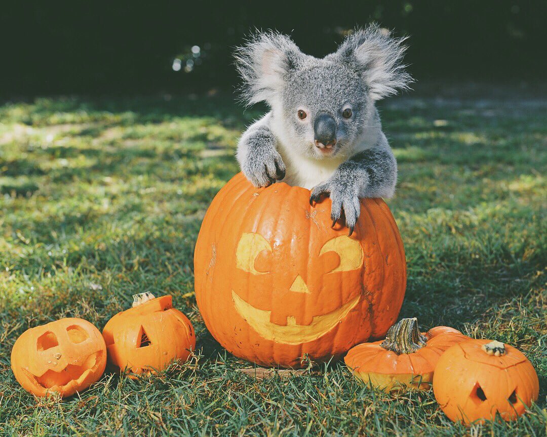 RT @BindiIrwin: Halloween happiness @AustraliaZoo 
????????????
Beautiful little Oak here is adorably ready to celebrate! https://t.co/h29siaE1q2