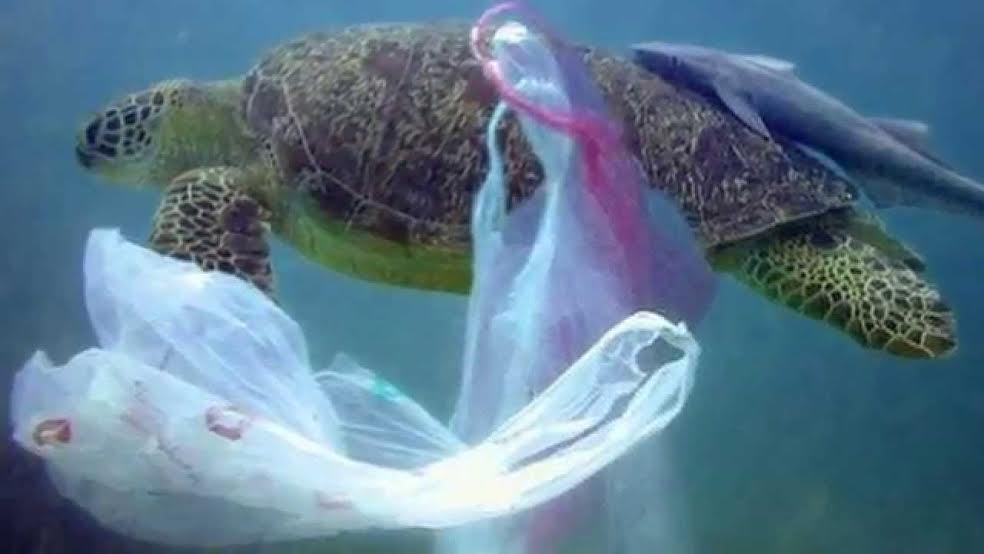 CA Voters: vote yes on #Prop67 for a clean, plastic free ocean! https://t.co/sSAHhUfyQg https://t.co/4rdiSuidM4