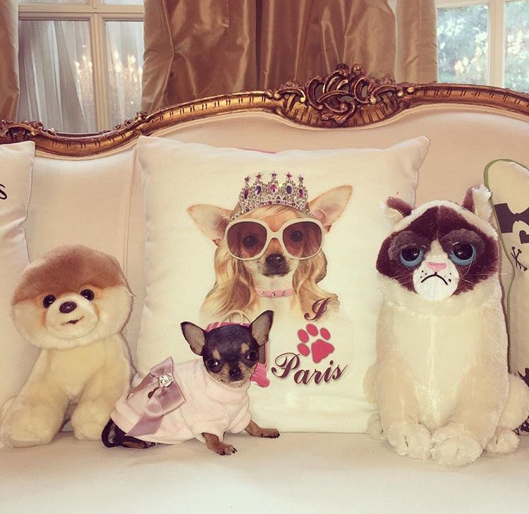 #DiamondBaby chilling at home with @RealGrumpyCat #BuddyBooBlue & #Tinkerbell. ✨????????????????✨ https://t.co/fEPeaLyX8Q