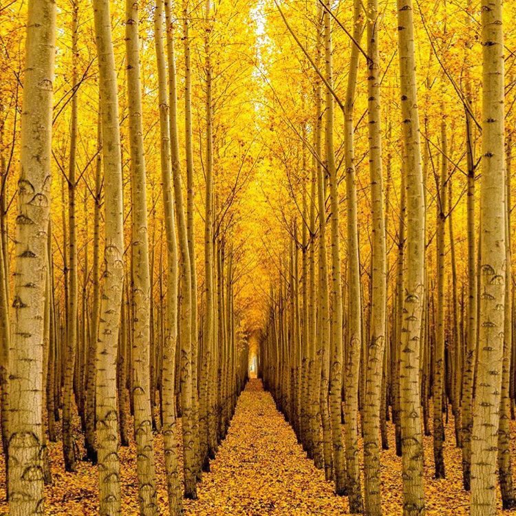 Fall at its finest ???? 
#repost @CountryLiving ????: @calf1969 https://t.co/X328oJWkN6
