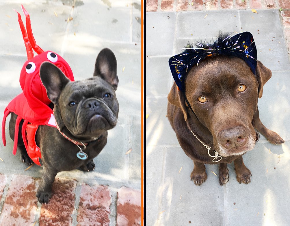 #HappyHalloween from my reluctant lobster and humiliated cat!!! ????????#PepperPortraits #LoveMyLab ???? https://t.co/8U4jFBJPhN