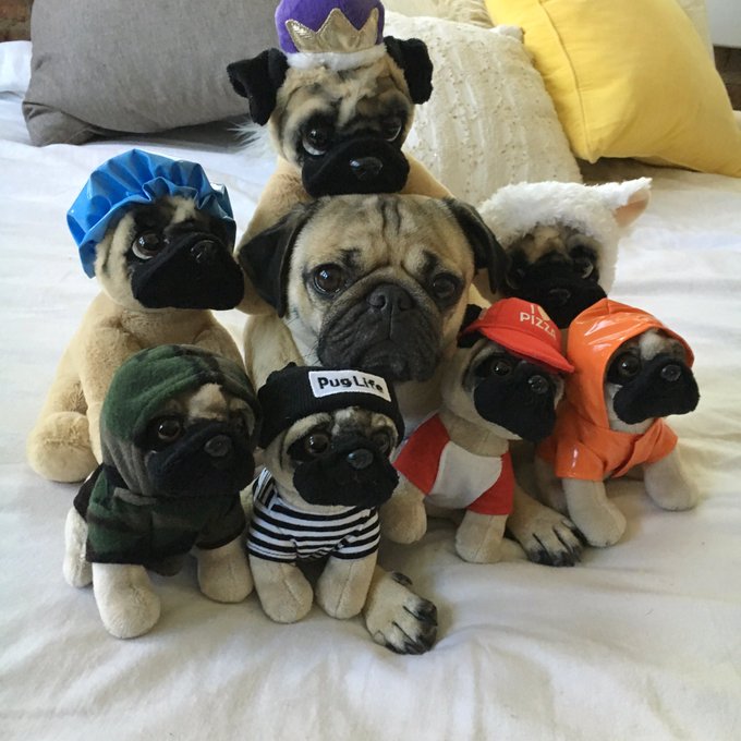 doug the pug meet and greet doug the pug news breaking headlines and top stories in real time scoopnest doug the pug meet and greet doug the pug news breaking headlines and top stories in real time scoopnest