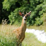 Clinton County deer may have chronic wasting disease