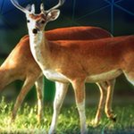 Officials suspect chronic wasting disease in Michigan deer