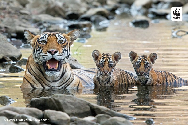 RT @World_Wildlife: One thing we’re thankful for this year? Rising global tiger numbers. https://t.co/4CPrdZCme0 https://t.co/BwQvDdAtLF