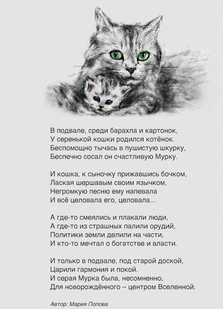 Стих о любимом коте Стих о любимом коте