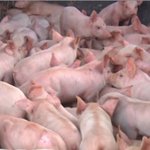 200 pigs escape after truck crash, authorities say