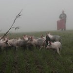 200 pigs escape after Michigan truck crash
