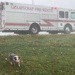 Michigan truck with 2,000 pigs crashes; 200 pigs escape; 10-20 dead