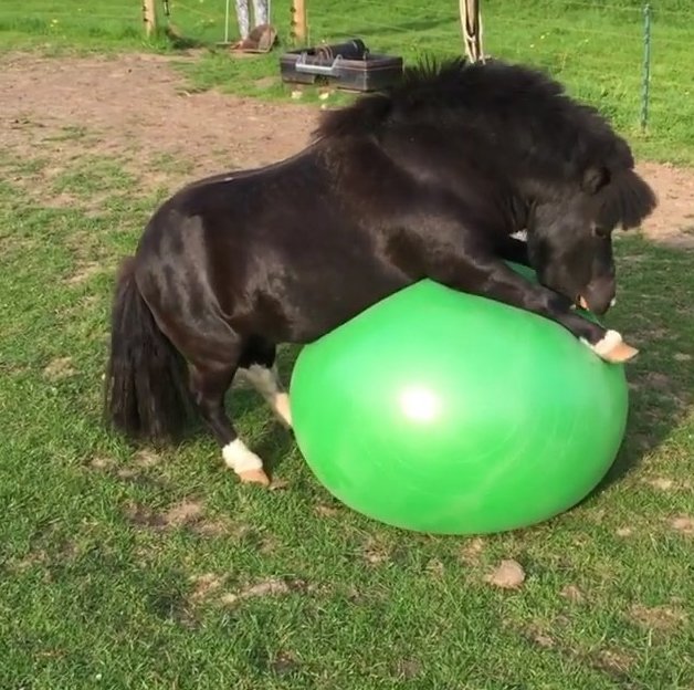 RT @CountryLiving: Watch This Tiny Horse Play With a Big Exercise Ball, Smile Forever https://t.co/lh04xkhK3r https://t.co/tgOi2NSdw6