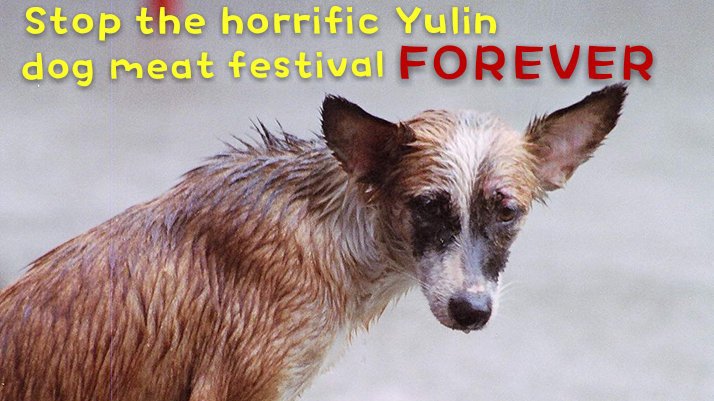 RT @soldier_777: Help to Stop the horrific Yulin dog meat festival FOREVER! Plz sign: https://t.co/gASh9LnfSB https://t.co/BI8ePfV0nV