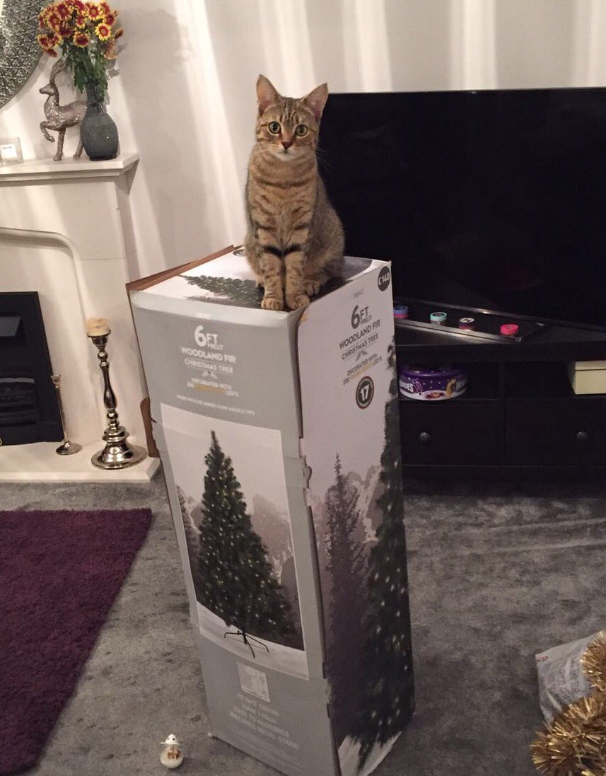 Who needs kids to make Xmas fun when you have cat babies?!

Percy can't wait to decorate the tree he said! ???????? https://t.co/p6YzSxW5hW