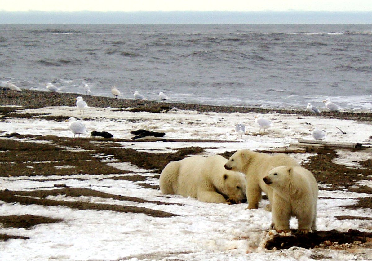 Polar bear numbers to plunge a third as sea ice melts