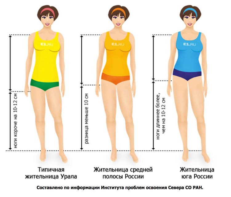 Что длиннее в теле человека Что длиннее в теле человека