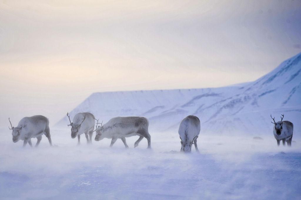 Reindeer may be shrinking due to warming, scientists say