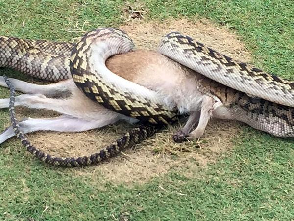 Golfers doen lugubere ontdekking