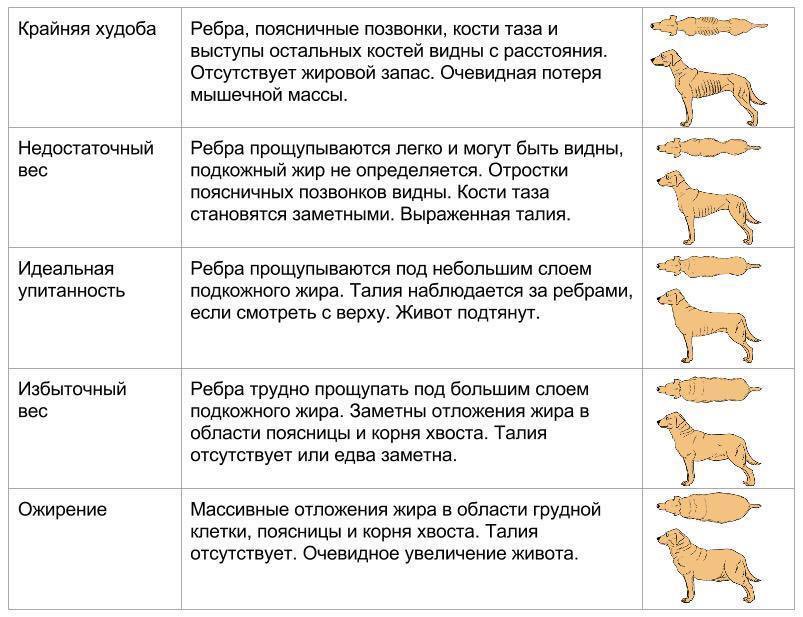 Как Понять Что У Кошки Лишний Вес