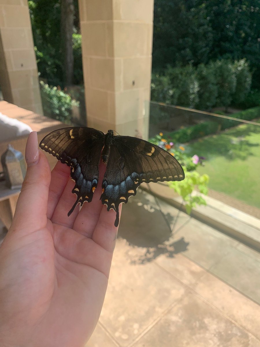 Today I found this butterfly (already dead) and It’s a good omen I don’t care what you say. https://t.co/PyMwKJJo2A