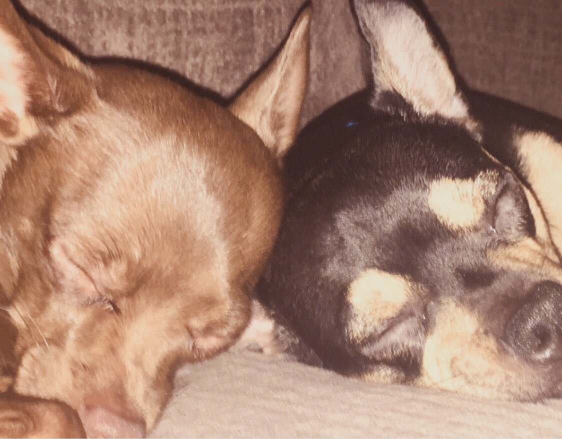 My babies ............. Chino & Amante’ ????#love #doggies #chiwinnie #chiuahua https://t.co/A0NhMsHYYC